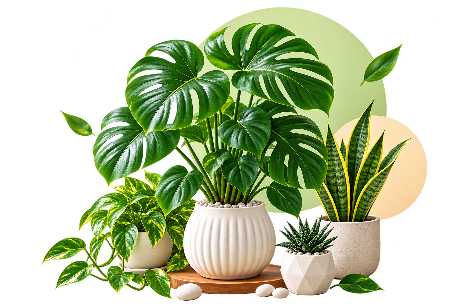 AgroFarma plants and pots