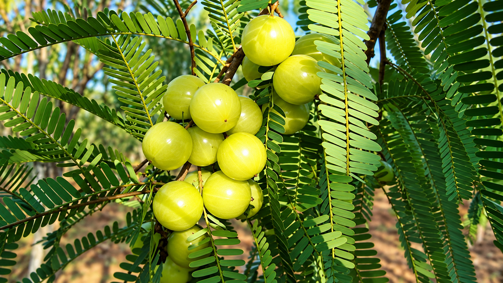 Plants