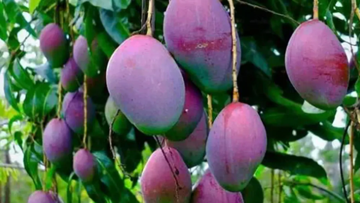 Miyazaki Mango (मियाज़ाकी आम)