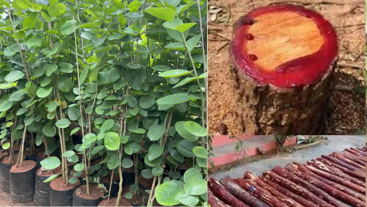 Red Chandan (लाल चंदन)