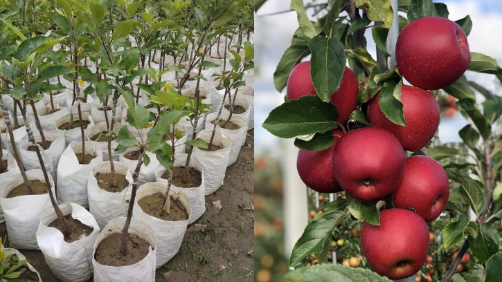 Apple (सेब)