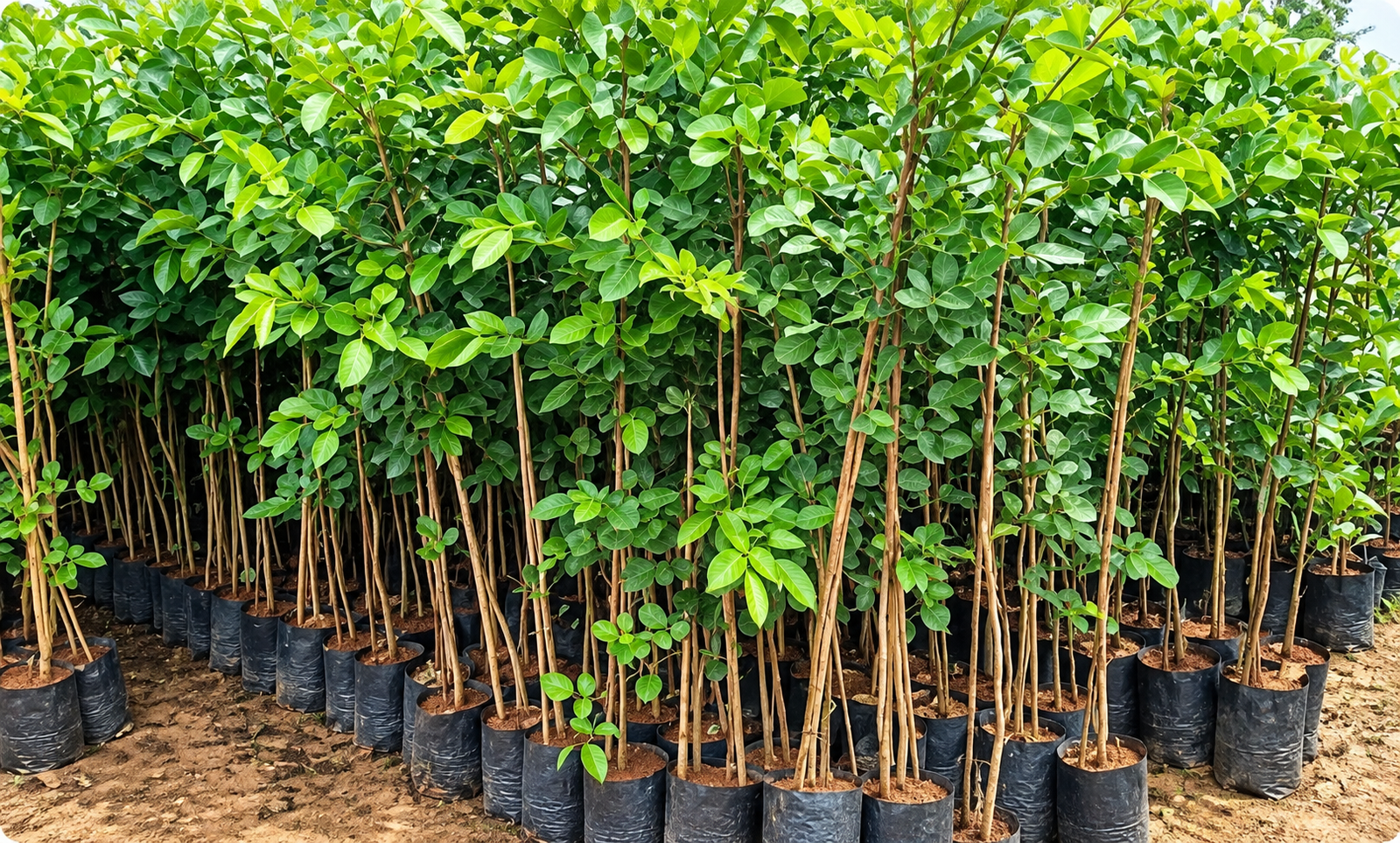 1 Unit Red Chandan Plant (5 Feet)