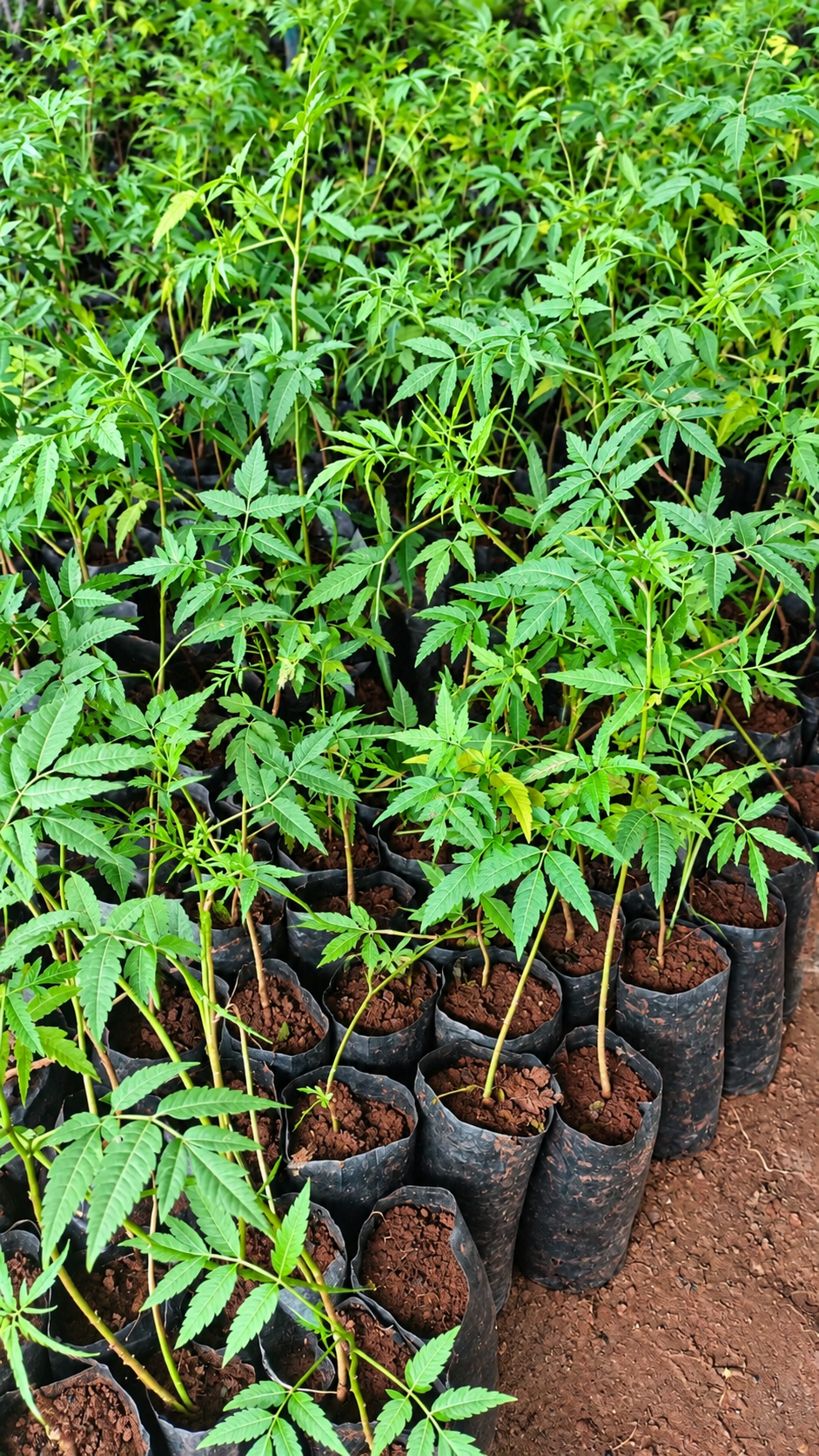 Malamaal Neem (मालामाल नीम)