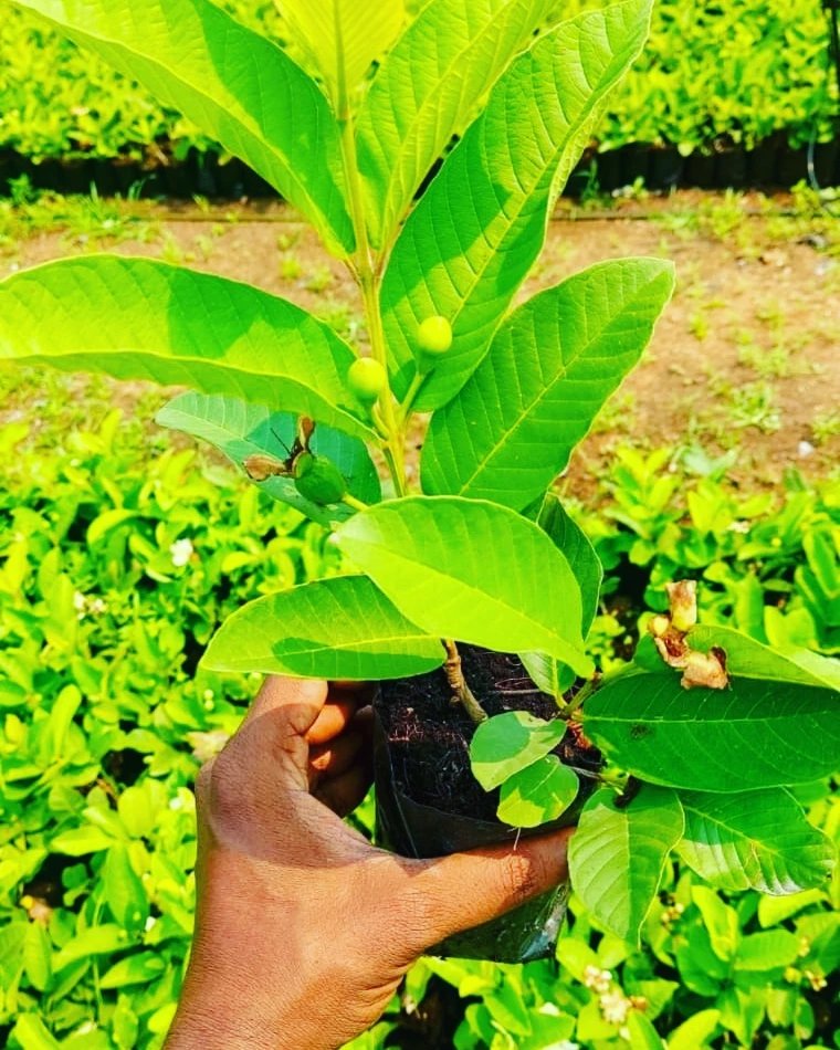 Taiwan Pink Guava (ताइवान पिंक अमरूद)