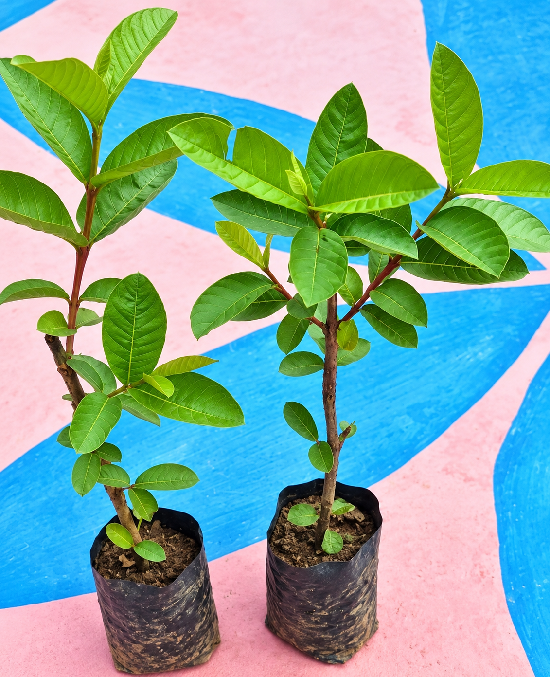 L49 Guava Plant (एल-49 अमरूद)