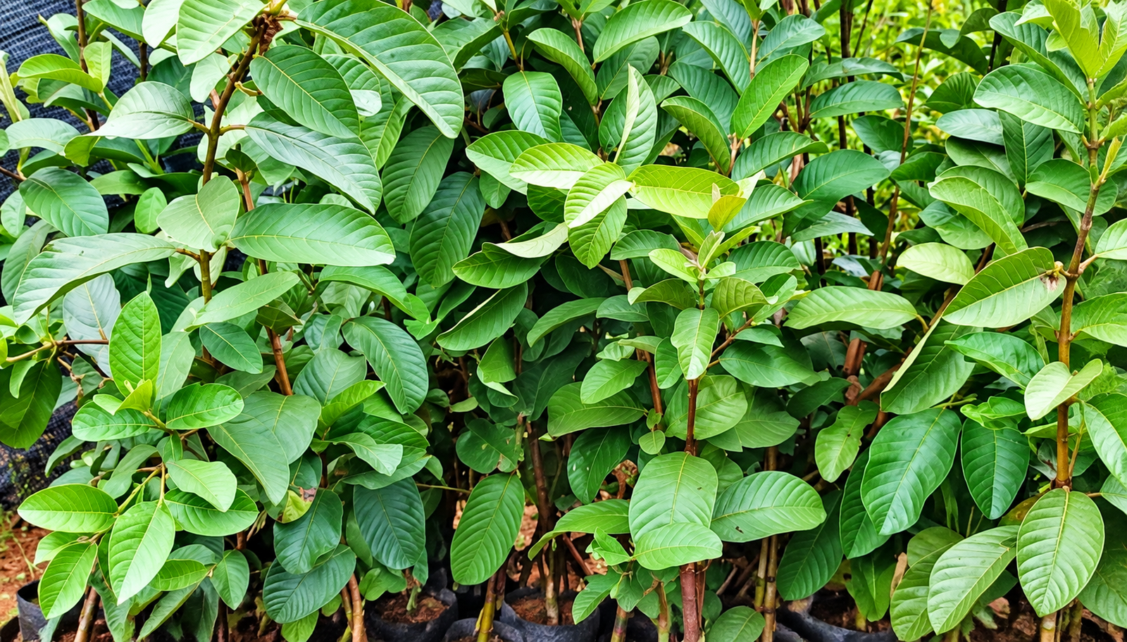 Thai White Guava Plant (10 Plants)