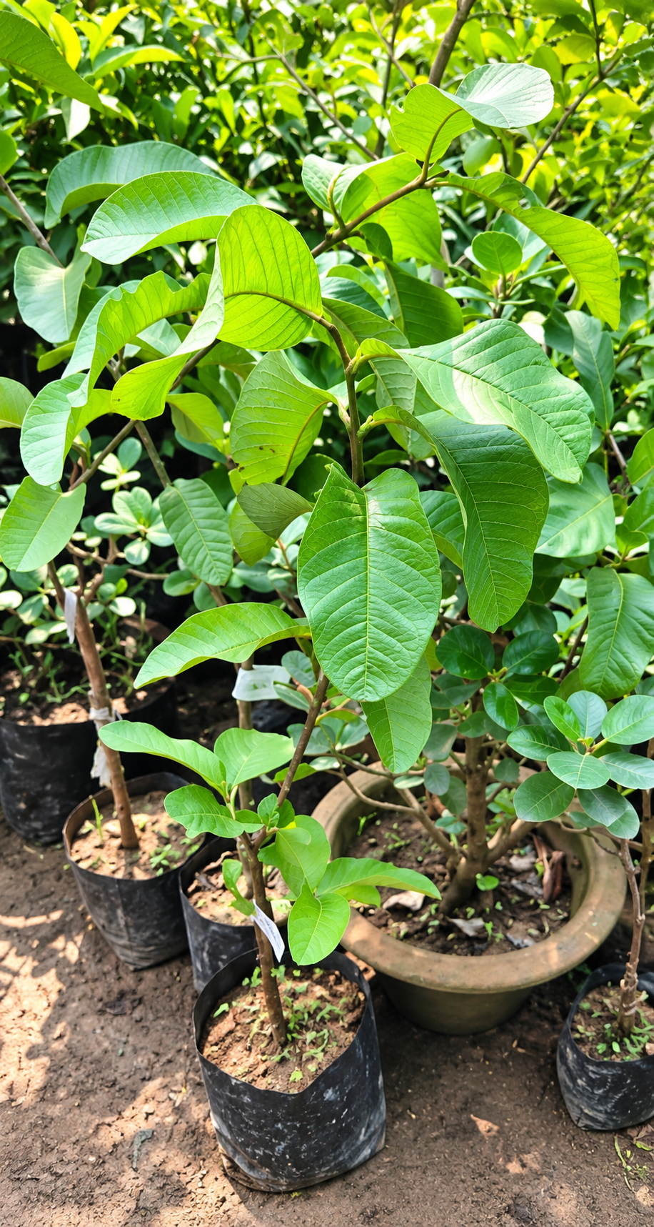 Hisar Safeda Guava Plant (10 Plants)