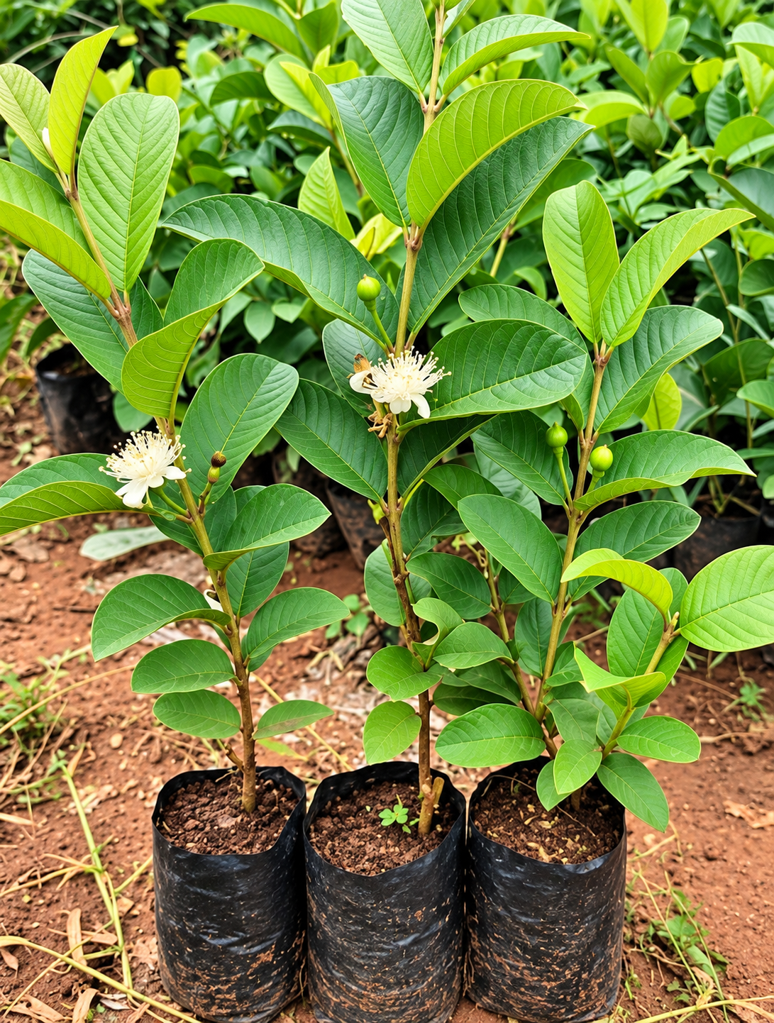 Allahabad Safeda Guava Plant (10 Plants)