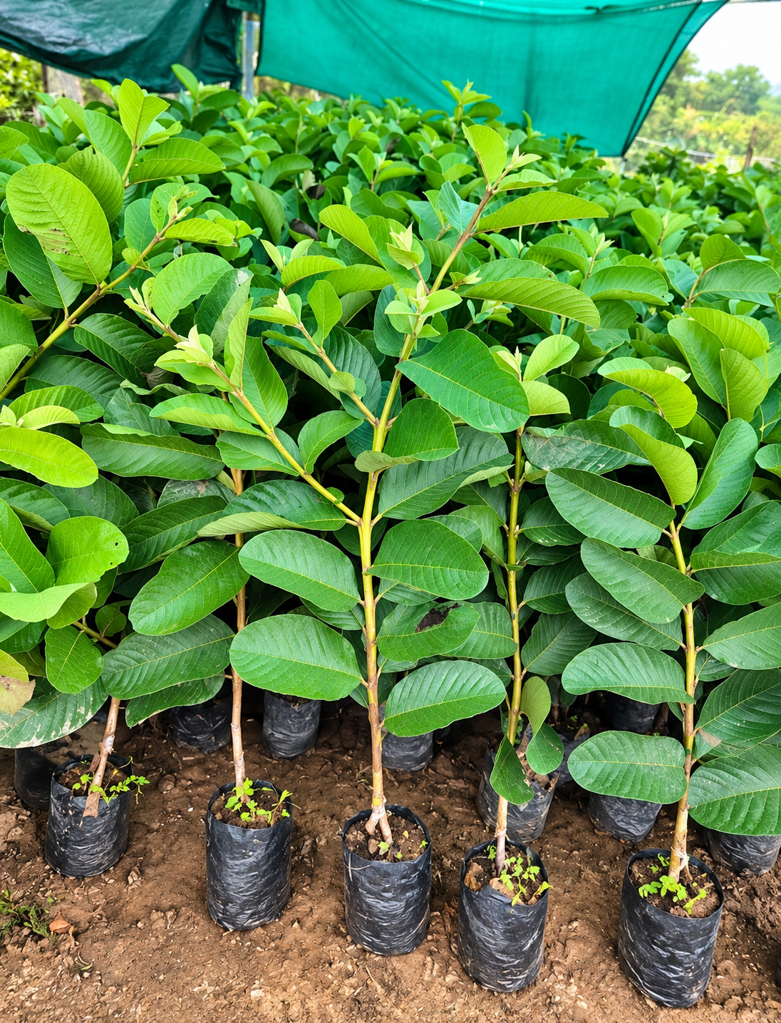 Japanese Red Diamond Guava Plant (10 Plants)