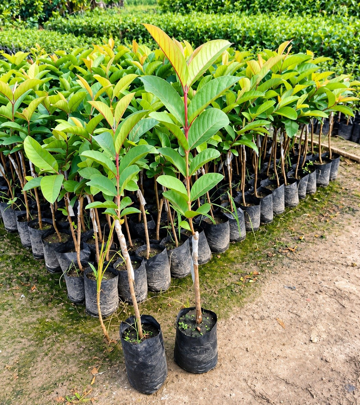 VNR Guava Plant (10 Plants)