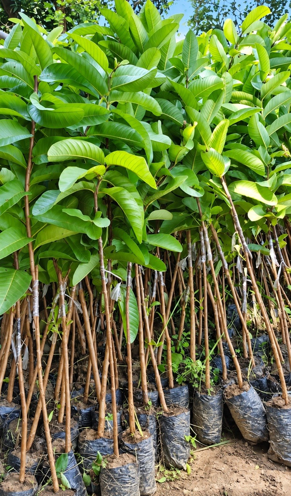 1 Unit Barf Khana Guava Plant (10 Plants)