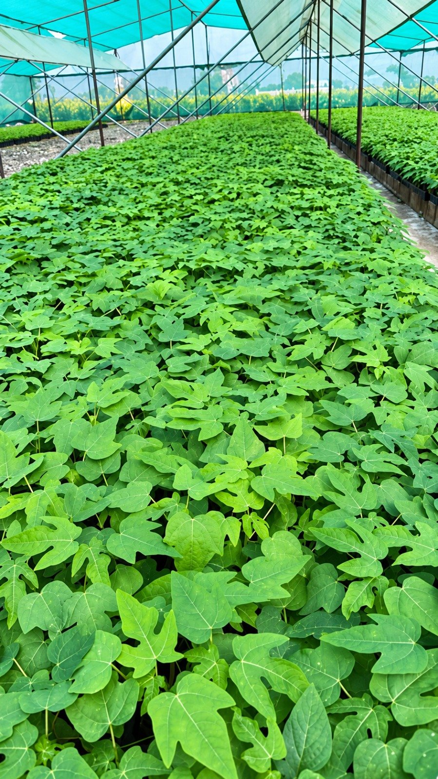 Taiwan Red Lady 786 Papaya Plant (10 Plants)