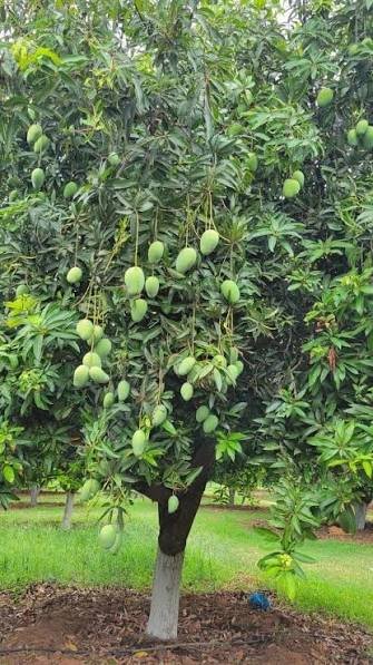 Langra Mango (10 Unit)